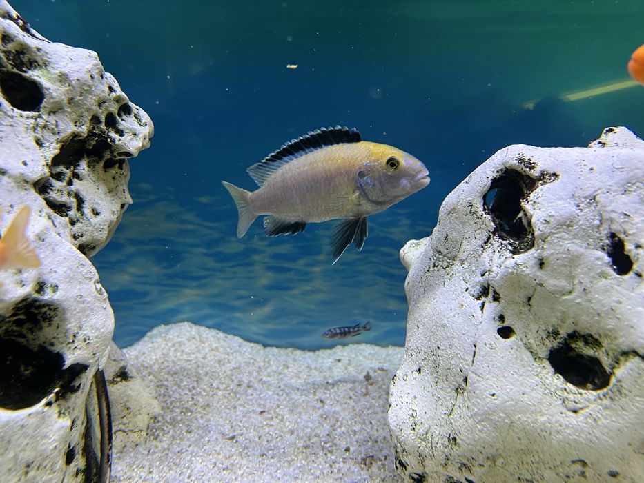 Цихліди Лабідохроміс "Єллоу", малаві