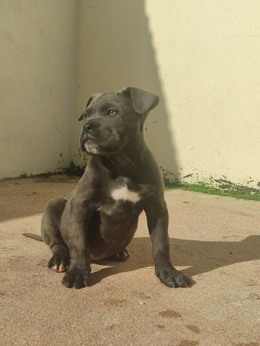 Cane Corso com lop e afixo