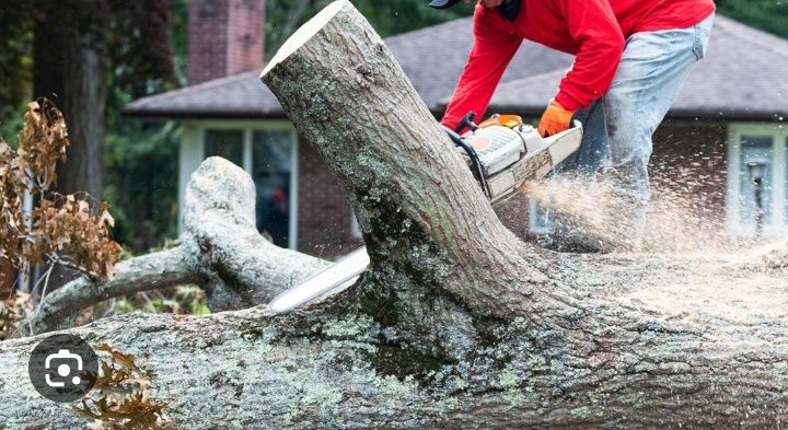 Wycinka drzew, wywóz gałęzi i trawy, porządkowanie działek.