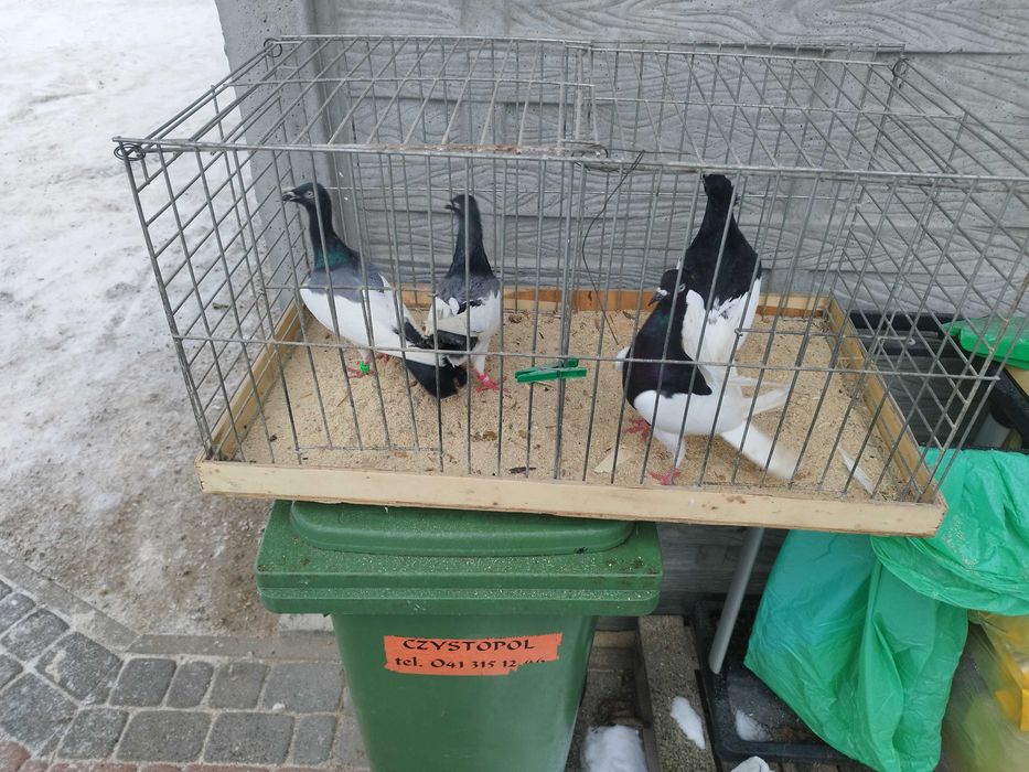 Sprzedam Gołąb Murzyn