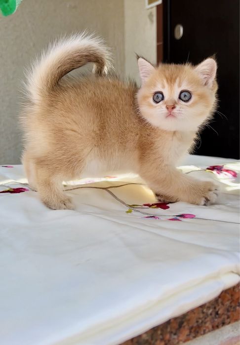 Шикарний хлопчик 2 місяців золота шиншила