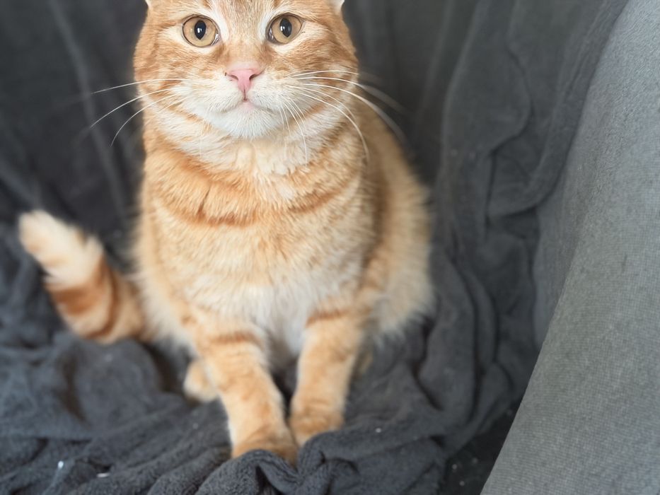 Cynamonek do adopcji