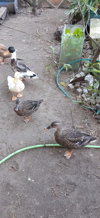 Vendo patos diversos (mistos)