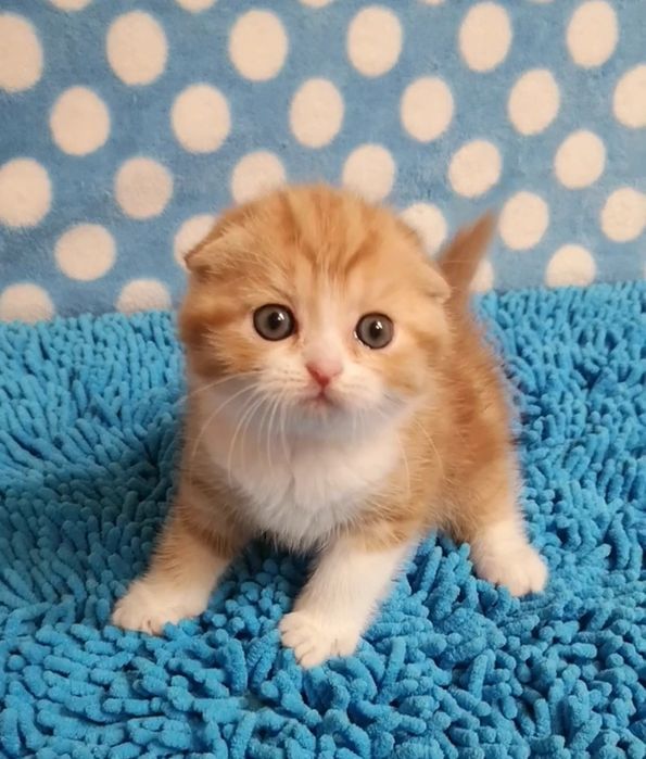 Амур ( скоттиш фолд)