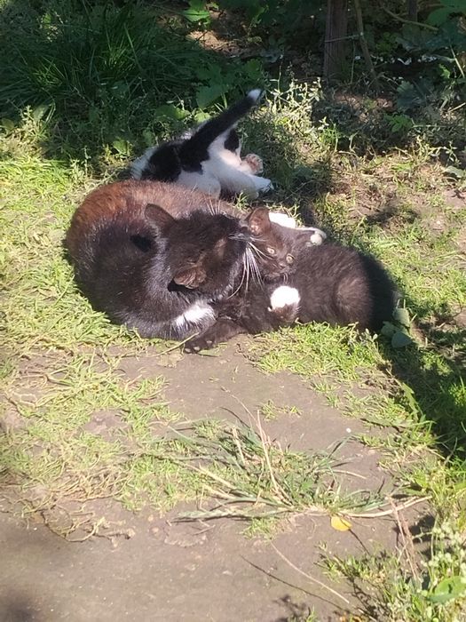 Віддам милих кошенят в добрі  руки