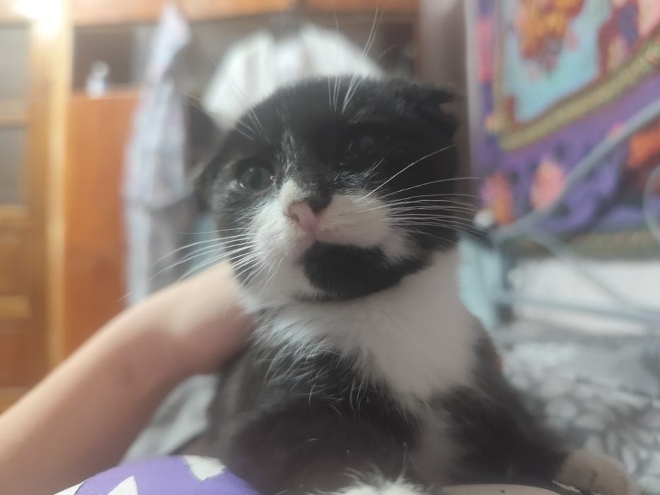 котик шукає дімм