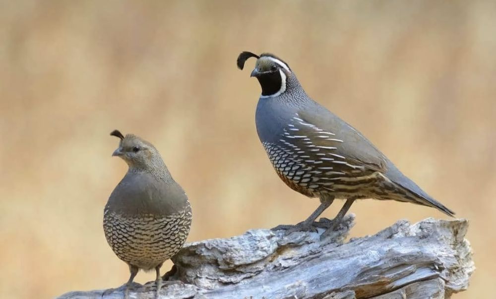 Rolas diamante malhadas