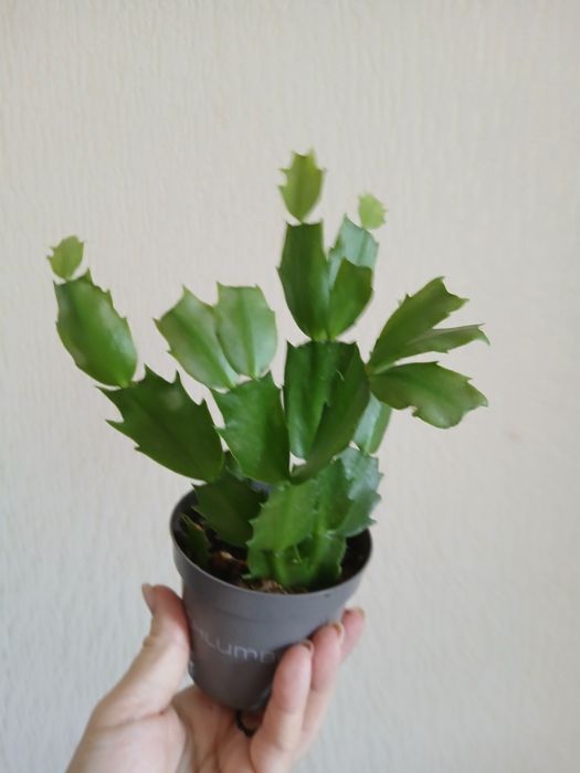 Шлюмбергера Різдвяник рожева червона жовта