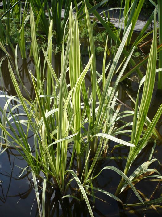 Rośliny wodne, rośliny przybrzeżne , Kamieńsk lesiakowski.pl