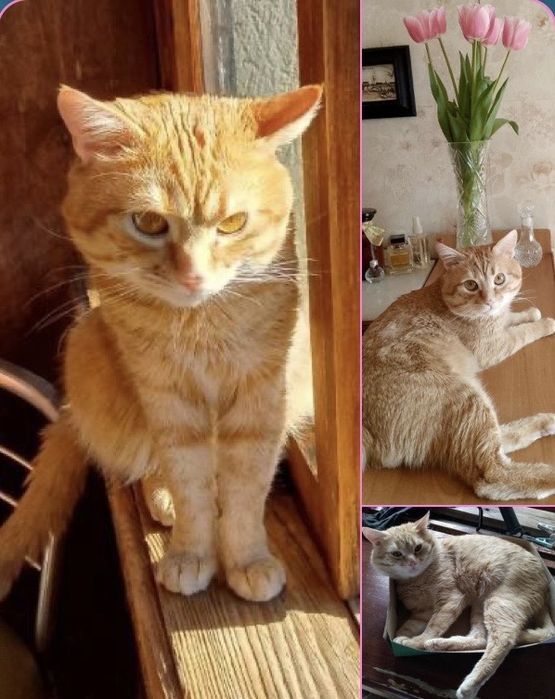 Котик ищет дом! Кастрирован