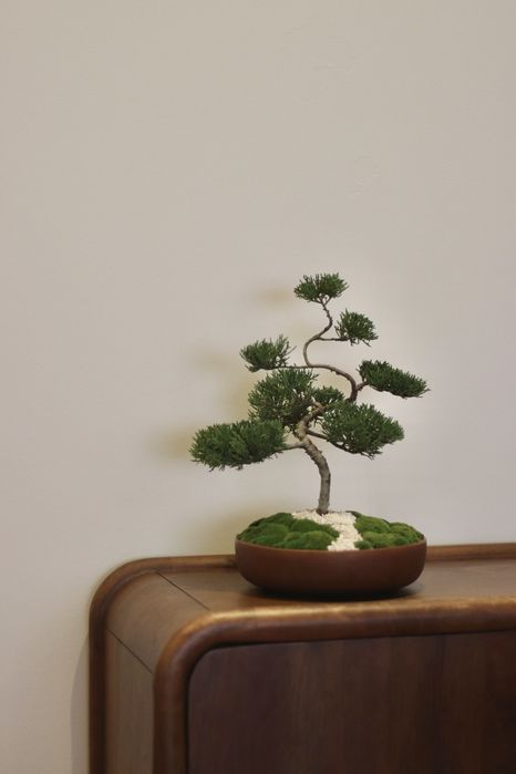 Planta Bonsai natural