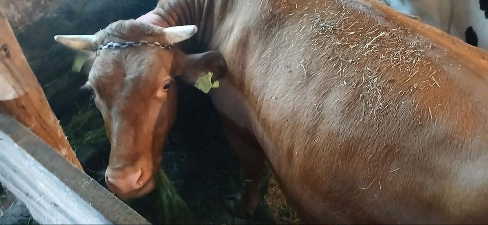 Krowa cielna 7 miesięcy