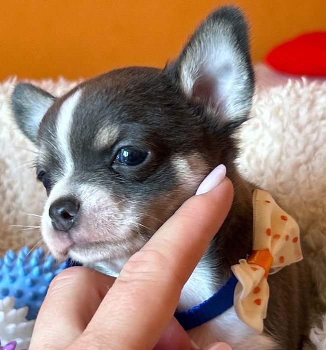 Chihuahua Błękitny Piesek