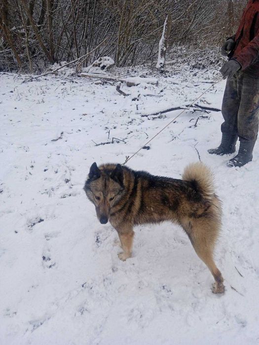 Продам Західно сибірську лайку