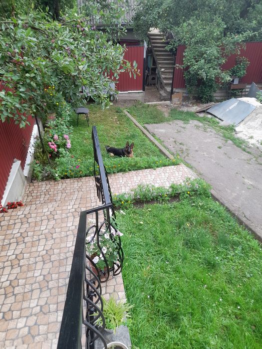 Німецька  вівчарка