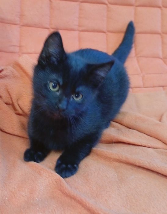 Rafik przecudny kiciuś