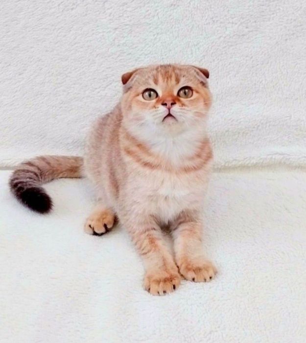 Ооочень ласковый котёночек Золотой шиншилла фолдик