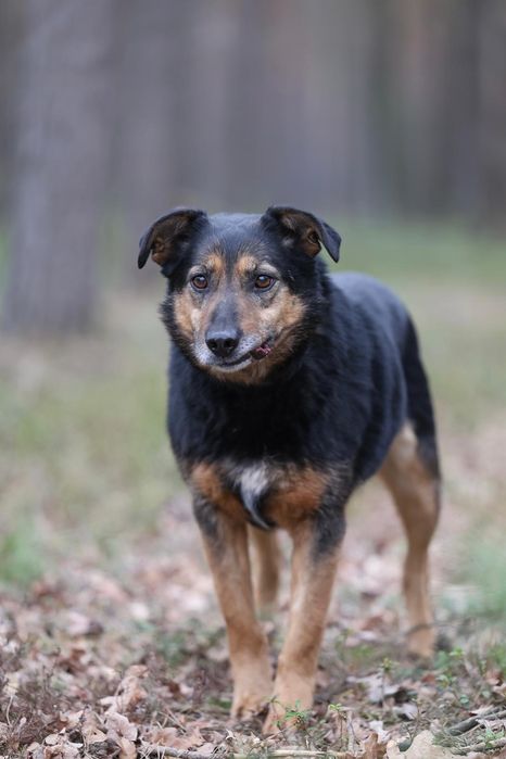 Piesek okolo 9 lat