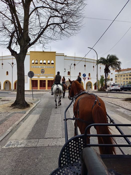 Cavalo engatado mais maratona