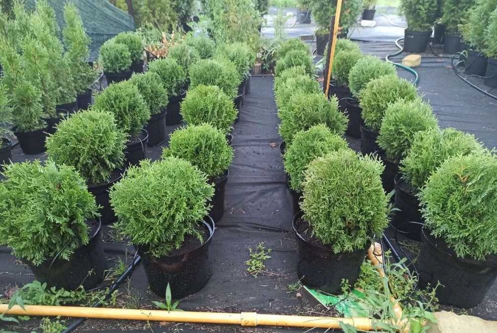 Туя західна Даніка, Глобоза