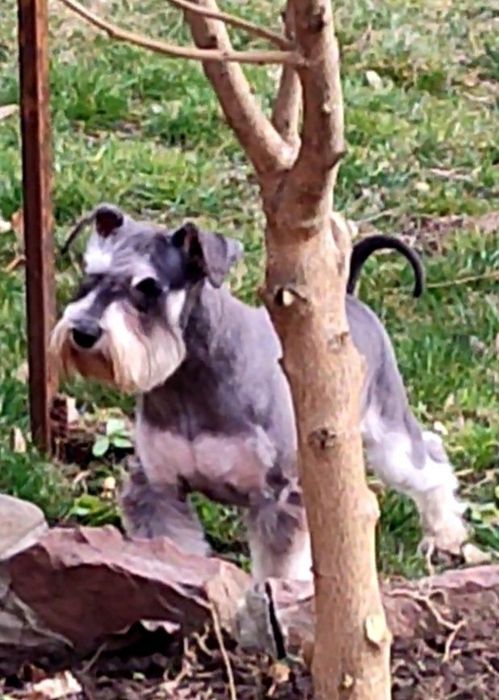 Річний хлопчик породи цвергшнауцер