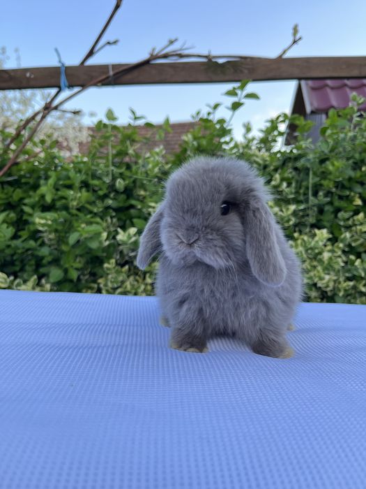 Дівчинка NHD.Карликові баранчики,кролики