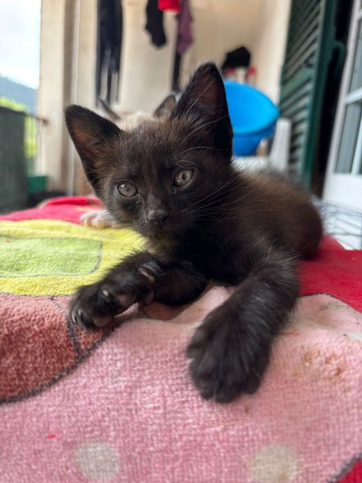 Gatos para adoção