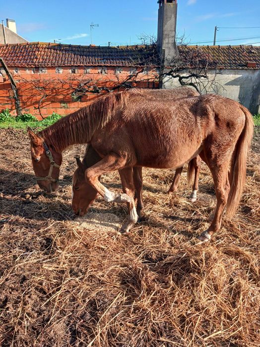Poldro de 2 anos para venda