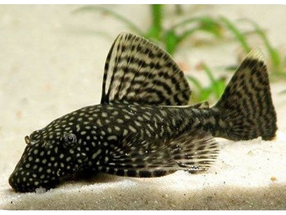 Анцитрус рибка акваріумна