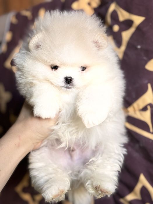 Маленький песик шпіца