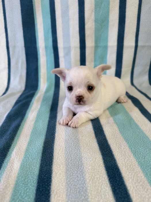 Excelente mini menino Chihuahua/Chiuaua de Qualidade, Linhagem Russa