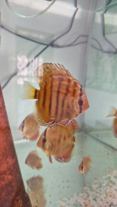 Pack 8 discus juvenis