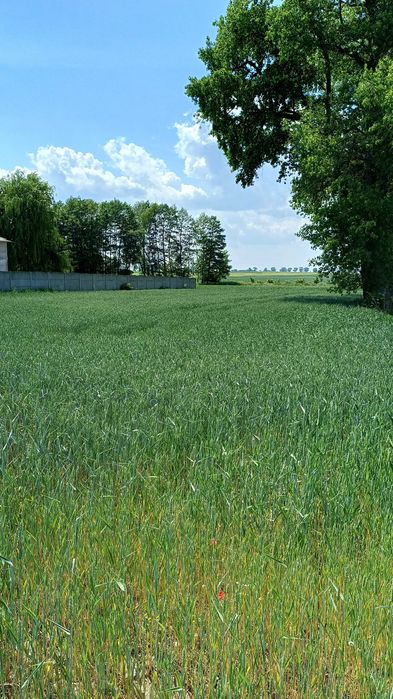 Sprzedam ziemię rolną z możliwością uzyskania warunków zabudowy - Widok 4