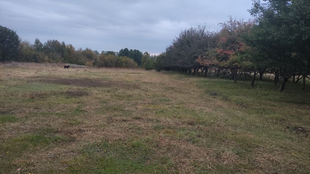 Будинок. Полтавська область, Гребінківський район, село Польове