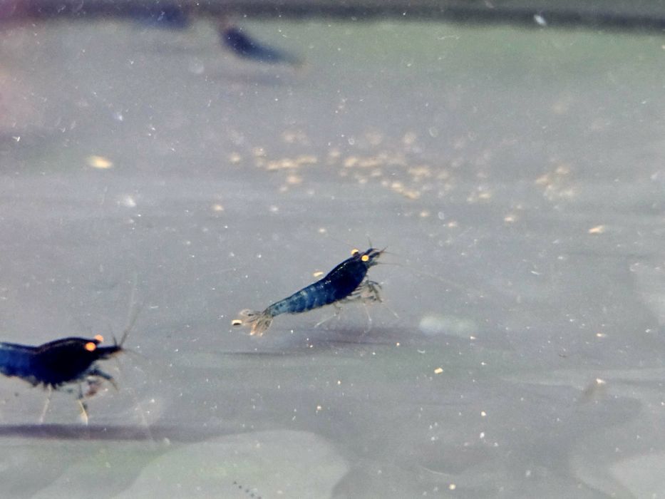 Krewetka caridina Blue devil orange eye