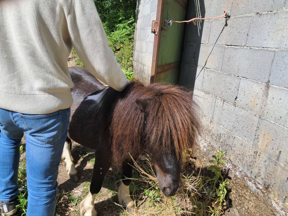 Animais cavalos e póneis