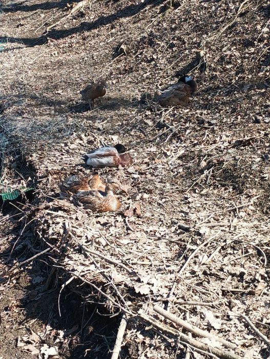 Sprzedam kaczki 8 sztuk