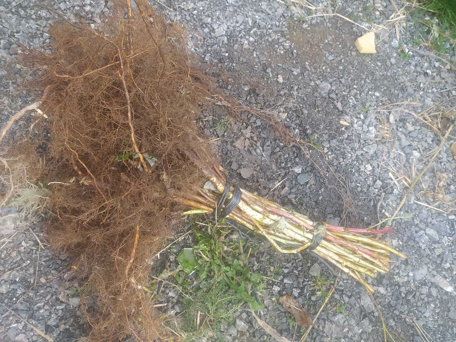 Sadzonki maliny fioletowej / możliwa wysyłka /