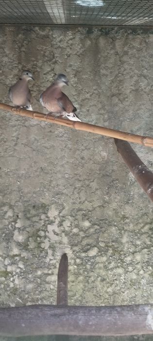 Casal de rolas Traquebarica