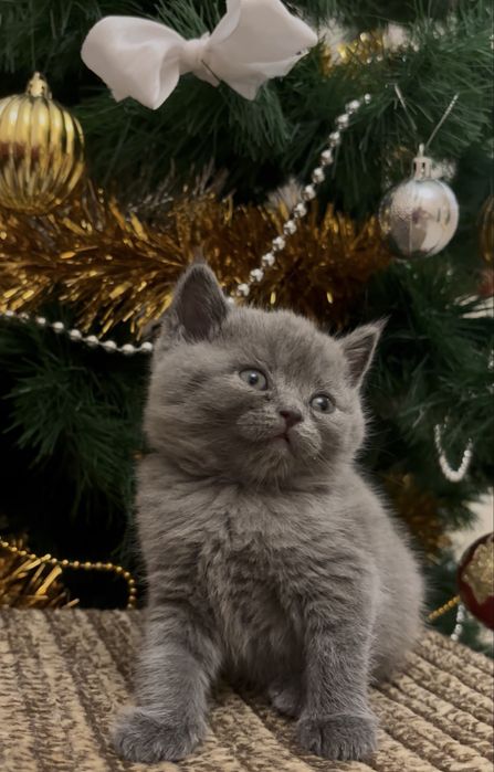 Котенята Британці