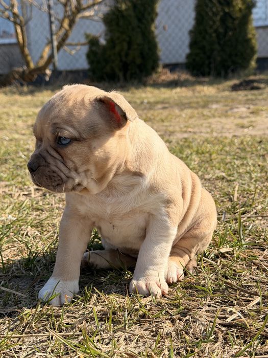 Amstaff nie pitbull , cane corso , american bully
