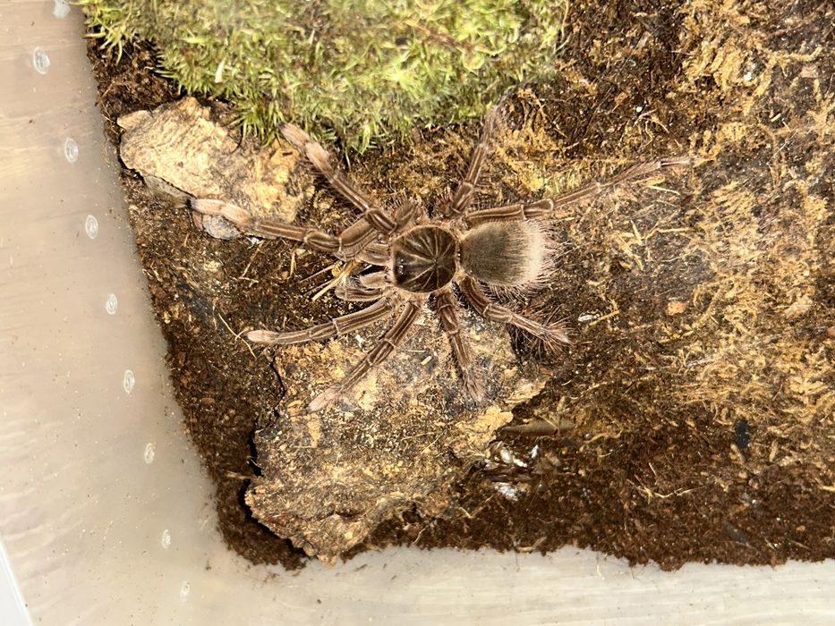 Teraphosa stirmi samica 3-4dc
