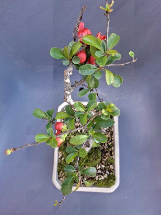 Bonsai Chaenomeles Japonica