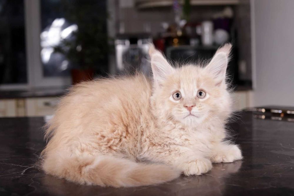 Купуй кошеня породи Мейн-кун