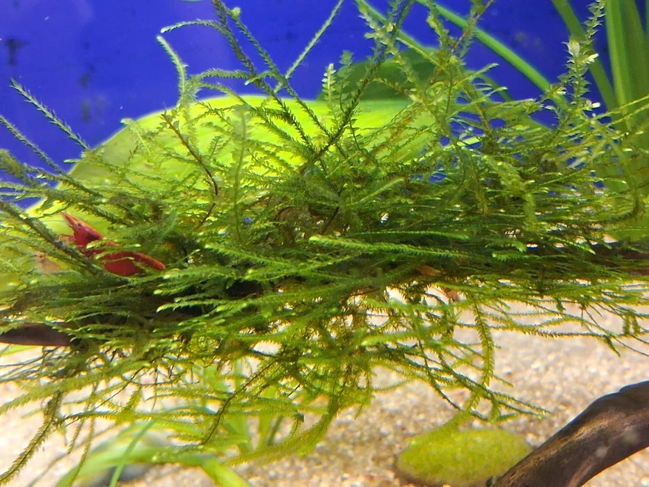 Musgo Spiky (Taxiphyllum sp.)