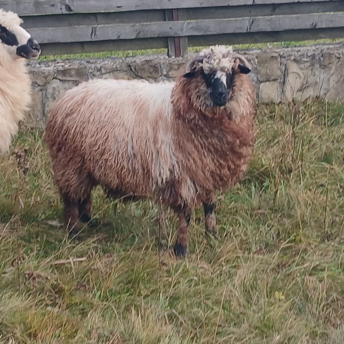 Продам вівці барани ярки