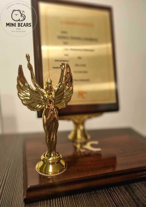 Szpic Miniaturowy Pomeranian Reproduktor Krycie