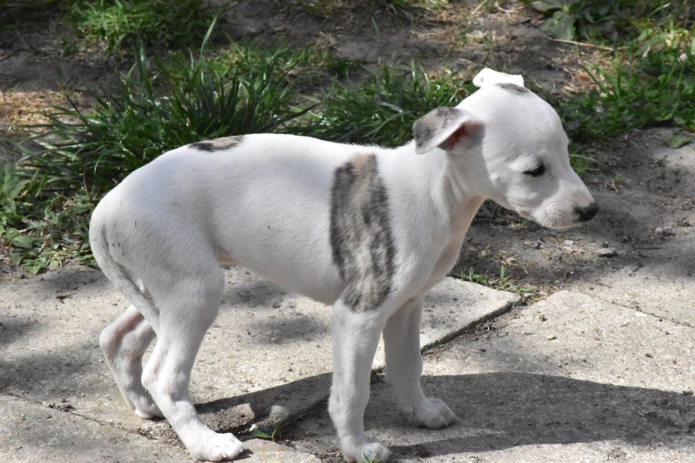 Chart angielski whippet suczka ZKwP FCI