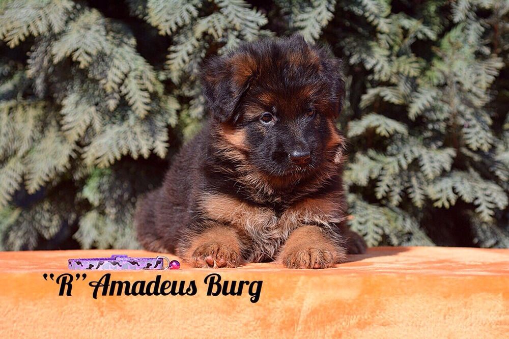 Щенки Немецкой овчарки