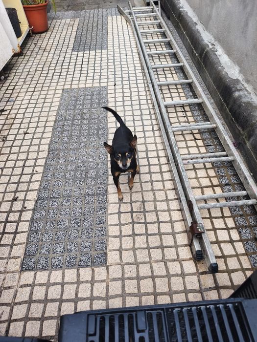 cão de raça pinscher com 6 anos muito pequeno e meiguinho para adoção, responsável .